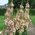 Verbascum x 'Southern Charms'